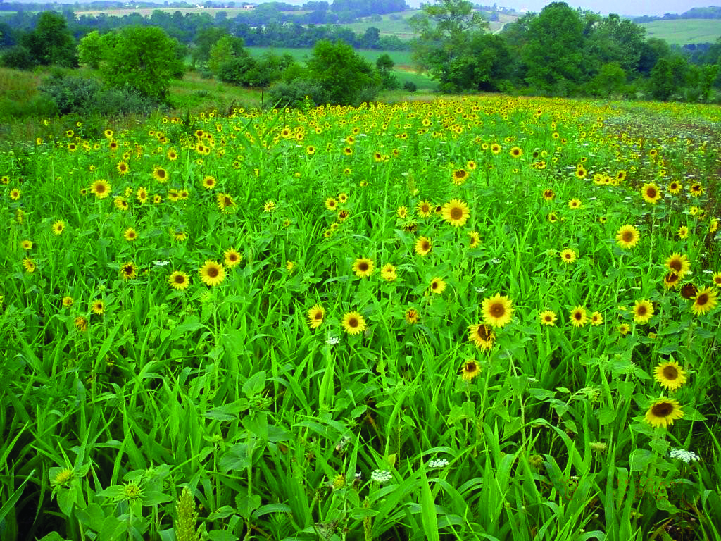 Dove and Quail Food Plot (25 bag) Seed Mix Pheasants Forever